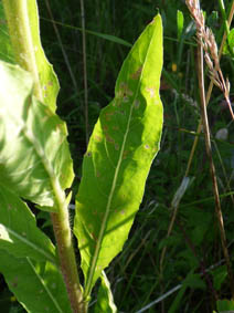 Oenothera glazioviana